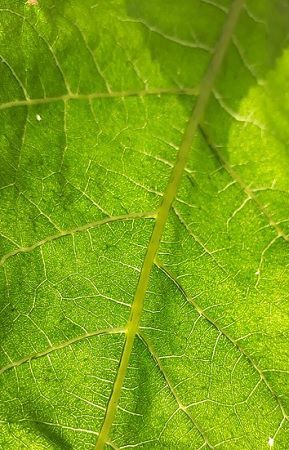 reticulate-venation