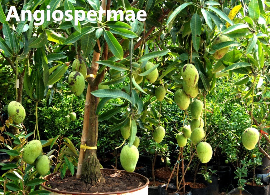 15|assets/img_inkuiri/plantae/angiospermae.jpeg