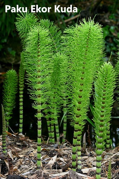 15|assets/img_inkuiri/plantae/pakuekorkuda.jpeg