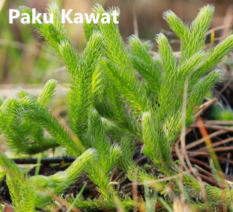 15|assets/img_inkuiri/plantae/pakukawat.jpeg