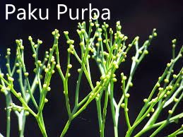 15|assets/img_inkuiri/plantae/pakupurba.jpeg