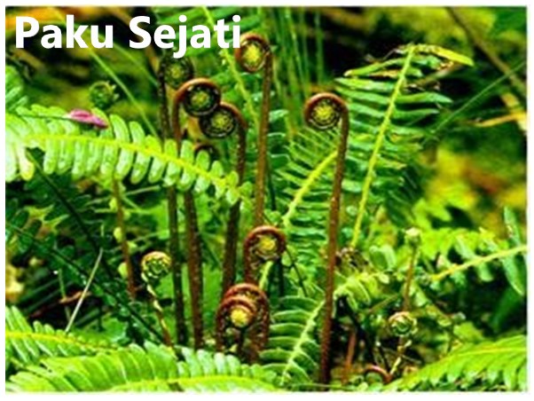 15|assets/img_inkuiri/plantae/pakusejati.jpeg